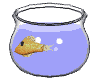 goldfish bowl swim md wht