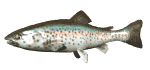 rainbow trout swimming md wht
