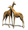 giraffes rub necks md wht