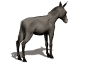 donkey bucking md wht