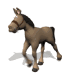 horse with halter trotting md wht
