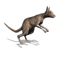 kangaroo hopping md wht
