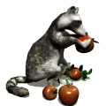 raccoon eating apple md wht