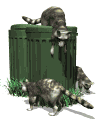 raccoons in garbage md wht