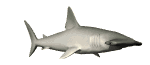 hammerhead swim md wht