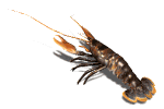 lobster wiggling antenna md wht
