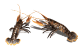 lobsters pair md wht