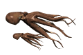 octopus couple md wht