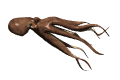 octopus cruising md wht