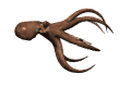 octopus forward md wht