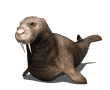 walrus locomotion md wht