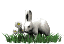 rabbit in grass md wht