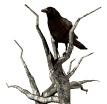 crow watch from dead tree md wht