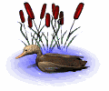 sitting duck floating md wht
