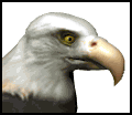 bald eagle blink md wht