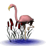 flamingo nod md wht
