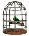 parrot swinging cage md wht