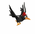 woodpecker flying md wht