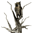 owl tree turning head md wht