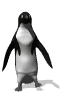 penguin dance md wht