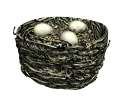 nest eggs wiggling md wht