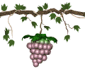 grapes ripen swing md wht