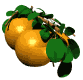 orange bobbing tree md wht