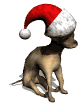 chihuahua christmas hat md wht