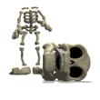 skeleton losing its head md wht