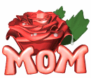 dew sparkling on moms day rose md wht
