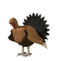 turkey jump md wht