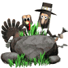 turkey pilgrim md wht