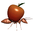 ant carry apple lg clr