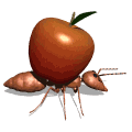 ant carry apple lg wht