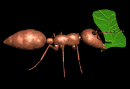 ant carry leaf lg blk