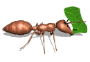 ant carry leaf lg wht