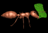 ant carry leaf sm blk