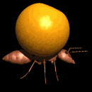 ant carry orange lg blk