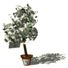 money tree md wht