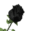 black rose md wht