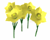 daffodils swaying md wht