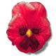 pansy red md wht