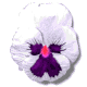 pansy white md wht