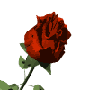 red rose md wht