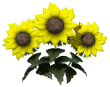 sunflowers wave md wht