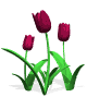 tulips burgundy md wht