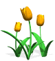 tulips orange md wht