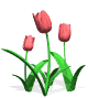 tulips pink md wht