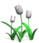 tulips white md wht