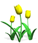 tulips yellow md wht